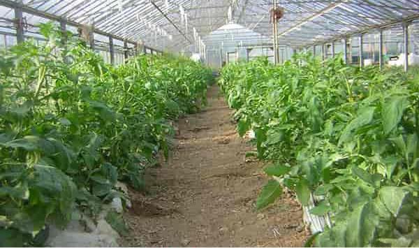 عکس گلخانه خیار