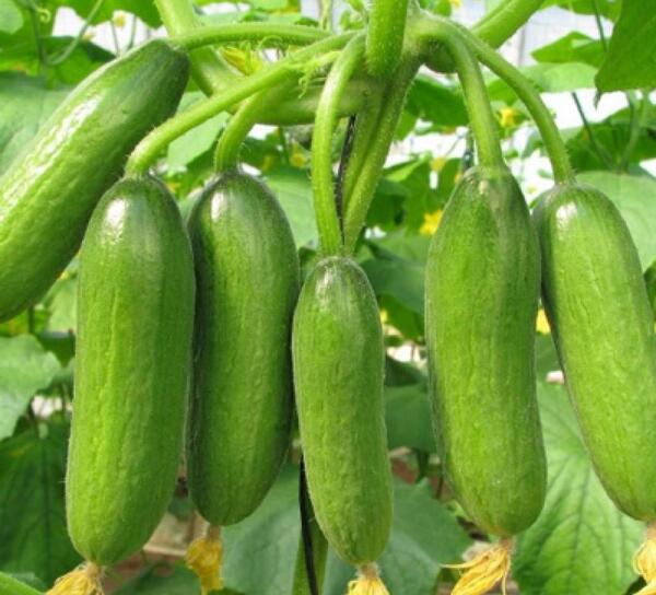 عکس گلخانه خیار