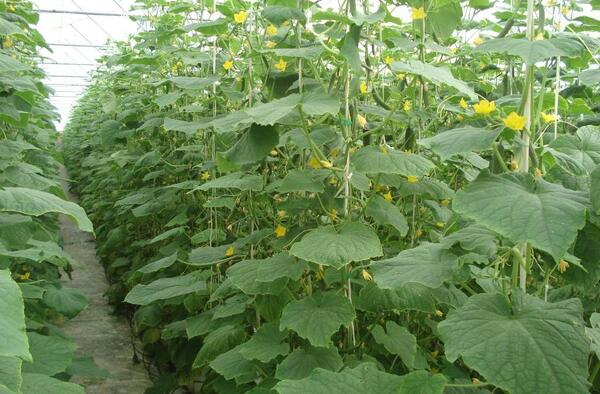 عکس گلخانه خیار