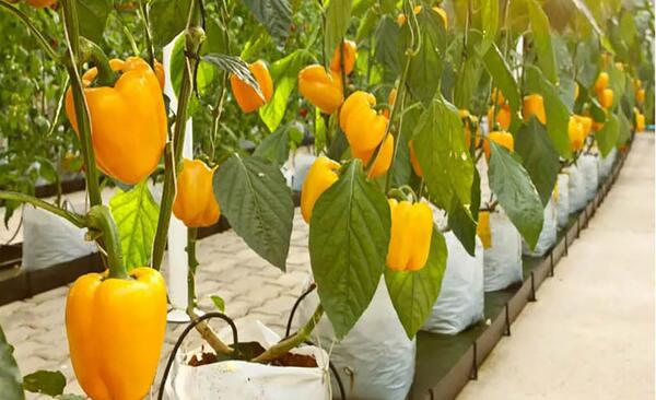 عکس گلخانه فلفل دلمه ای