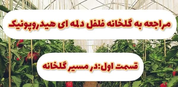 عکس گلخانه فلفل دلمه ای