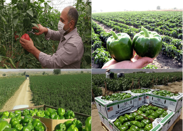 عکس گلخانه فلفل دلمه ای