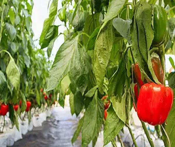 عکس گلخانه فلفل دلمه ای