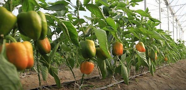 عکس گلخانه فلفل دلمه ای