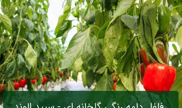 عکس گلخانه فلفل دلمه ای