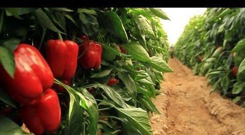 عکس گلخانه فلفل دلمه ای