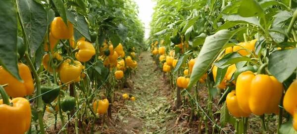 عکس گلخانه فلفل دلمه ای