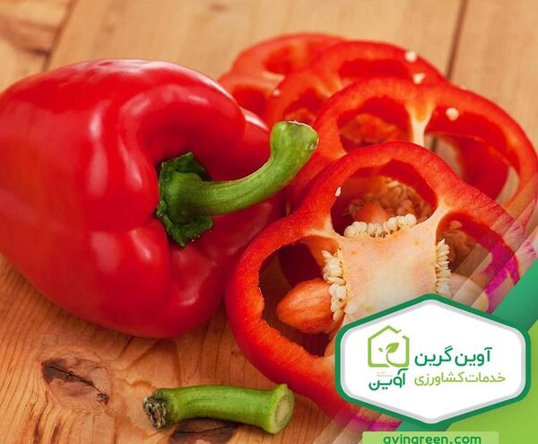 عکس گلخانه فلفل دلمه ای