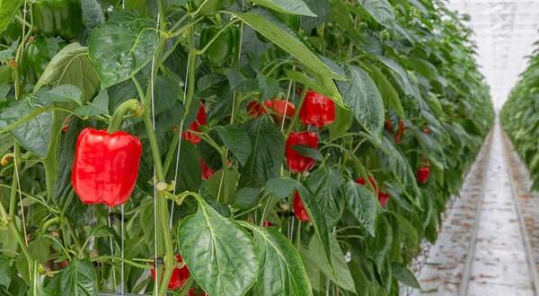 عکس گلخانه فلفل دلمه ای