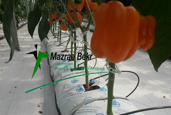 عکس گلخانه فلفل دلمه ای