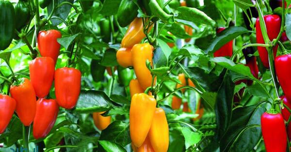 عکس گلخانه فلفل دلمه ای