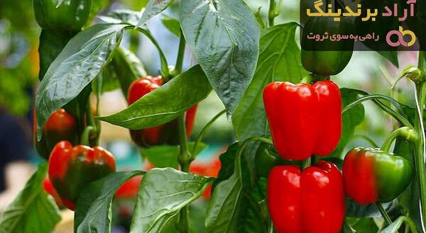 عکس گلخانه فلفل دلمه ای