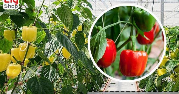 عکس گلخانه فلفل دلمه ای