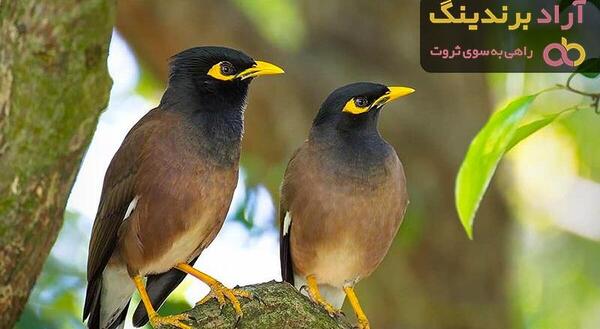 عکس مرغ مینا سفید