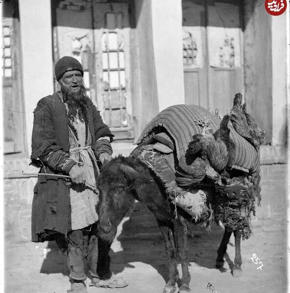 عکس مرغ مینای پیر