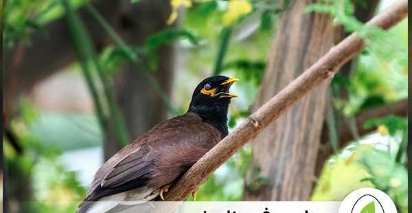عکس مرغ مینای نر