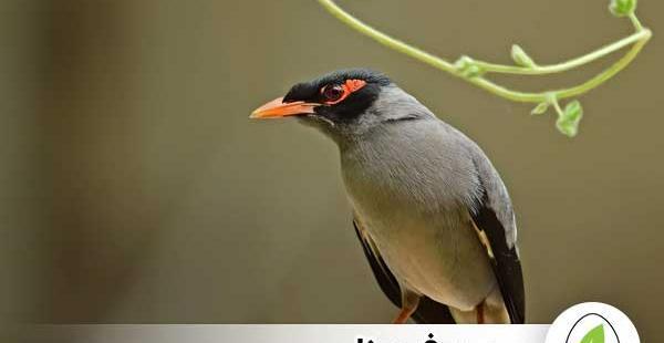 عکس مرغ مینای نر