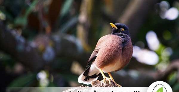 عکس مرغ مینای نر