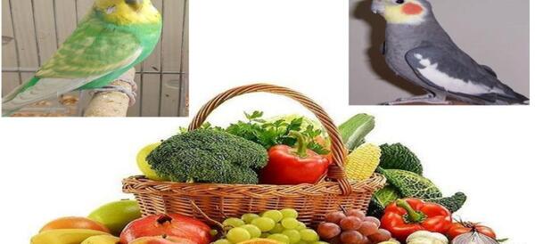 عکس مرغ مینا و عروس هلندی