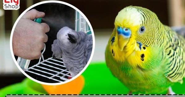 عکس مرغ مینا و عروس هلندی