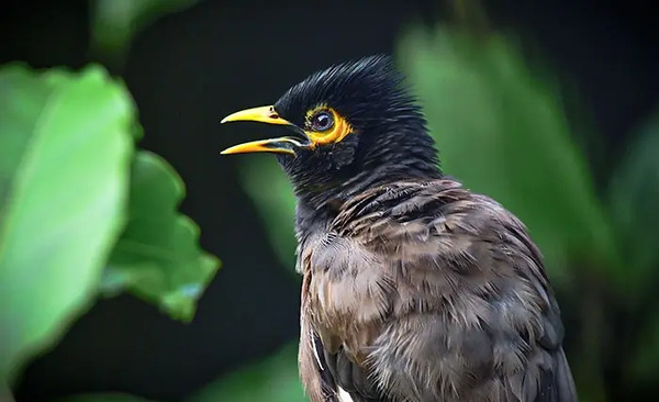 عکس مرغ مینا سیاه