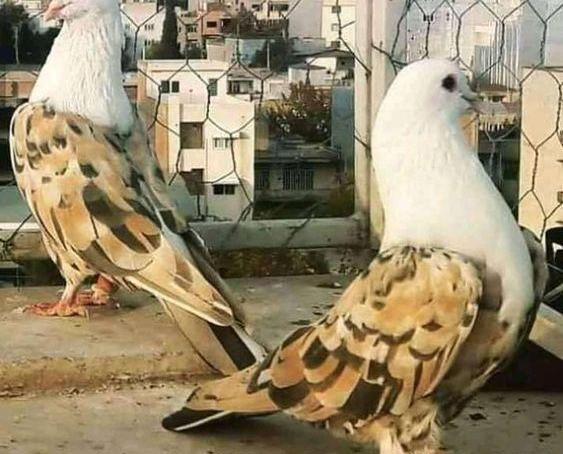 عکس کفتر مینا سیاه