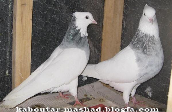 عکس کفتر مینا سیاه