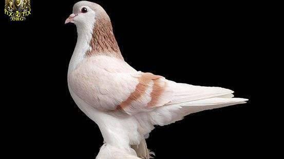 عکس کفتر مینا سیاه