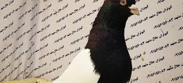 عکس کفتر مینا سیاه