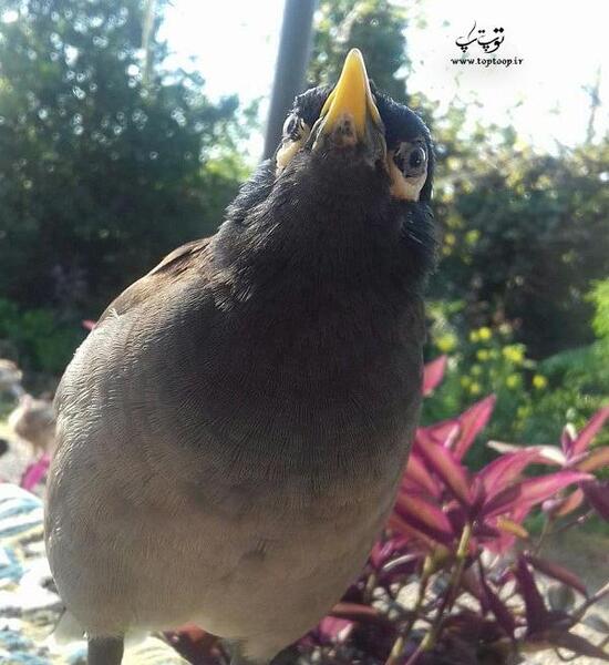 عکس زبان مرغ مینا
