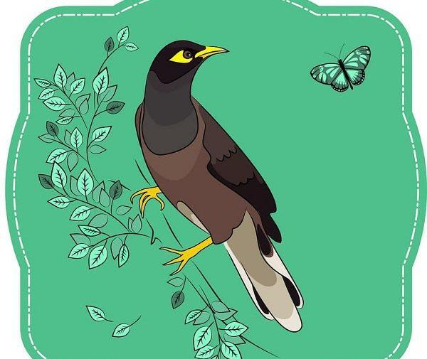 عکس مرغ مینا رنگی