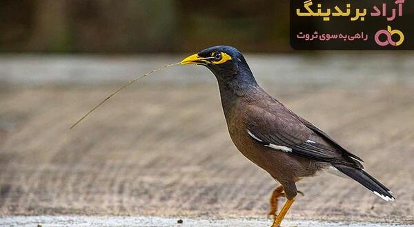 عکس مرغ مینا رنگی