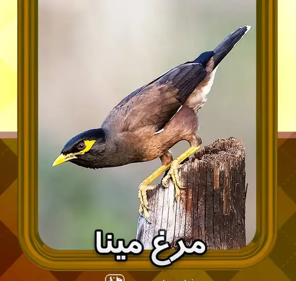 عکس مرغ مینا رنگی
