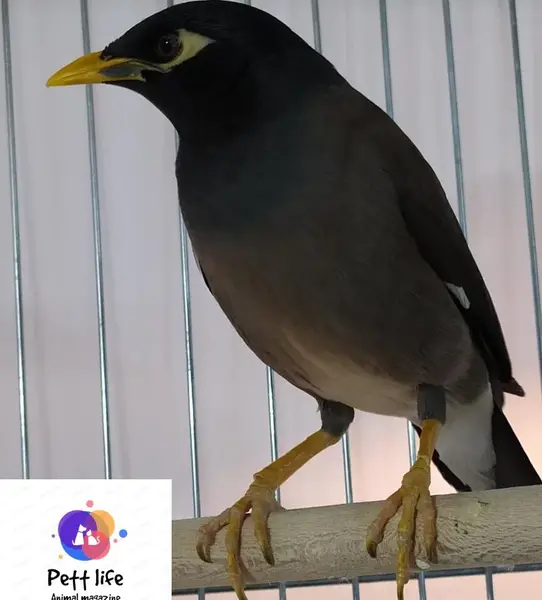 عکس مینای پرنده