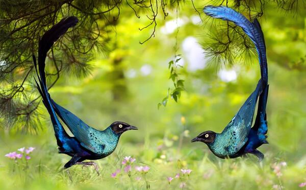 عکس پرنده سار مینا