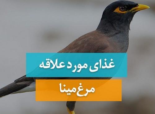 عکس های پرنده مینا