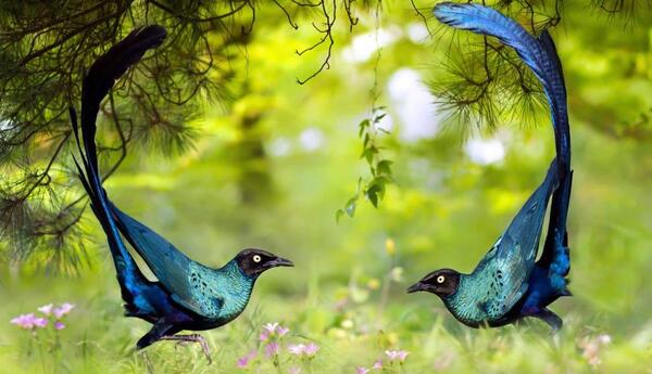 عکس های پرنده مینا