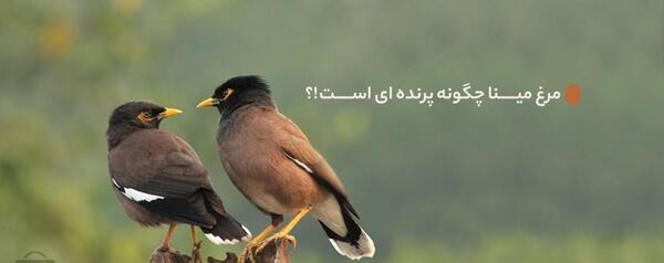 عکس بچه پرنده مینا