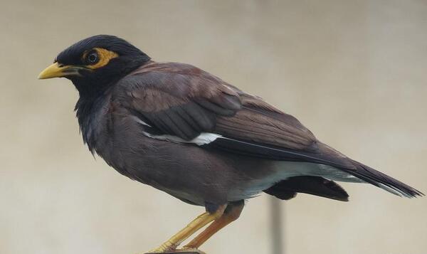عکس بچه پرنده مینا