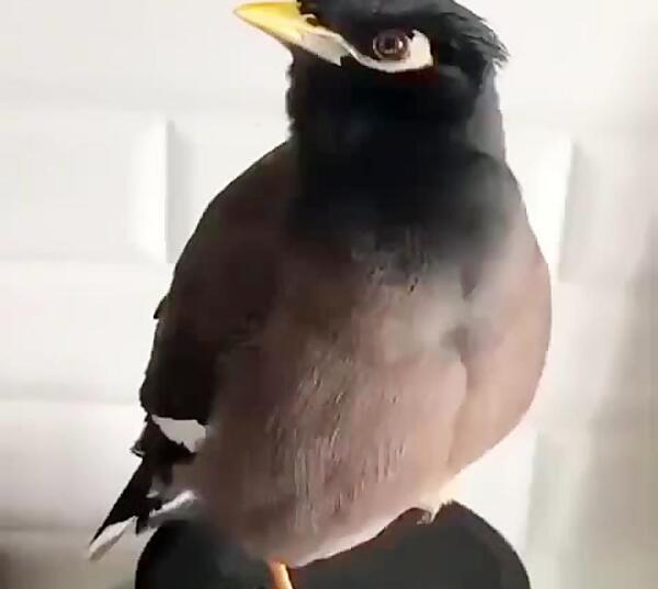 عکس بچه پرنده مینا