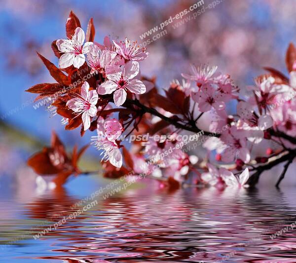 عکس مرسانای خوشگل