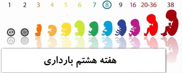 عکس جنین سقط شده دختر نی نی سایت