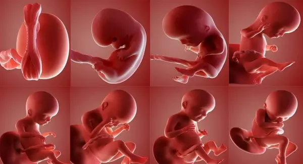 عکس جنین سقط شده سه ماهه دختر