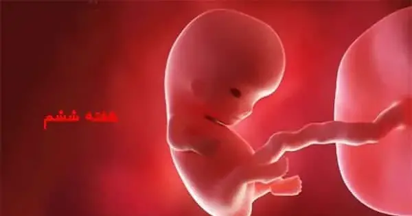 عکس جنین یک ماهه سقط شده نی نی سایت