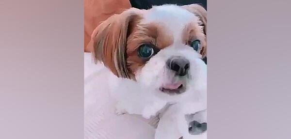 عکس جنی و سگش