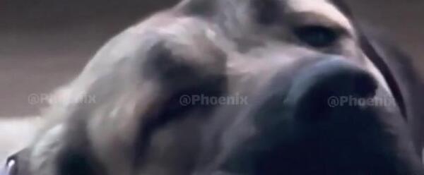 عکس کای سگ جنی