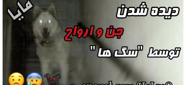 عکس کای سگ جنی