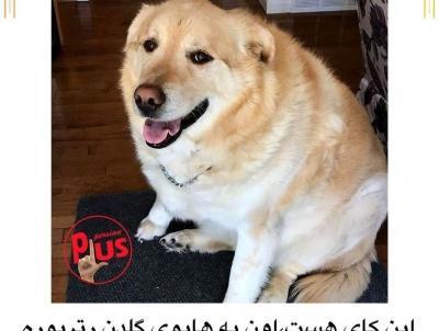 عکس کای سگ جنی