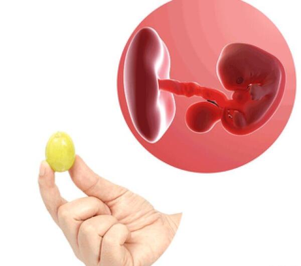 عکس از جنین یک ماهه سقط شده