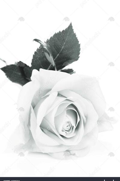 عکس رزی سیاه سفید
